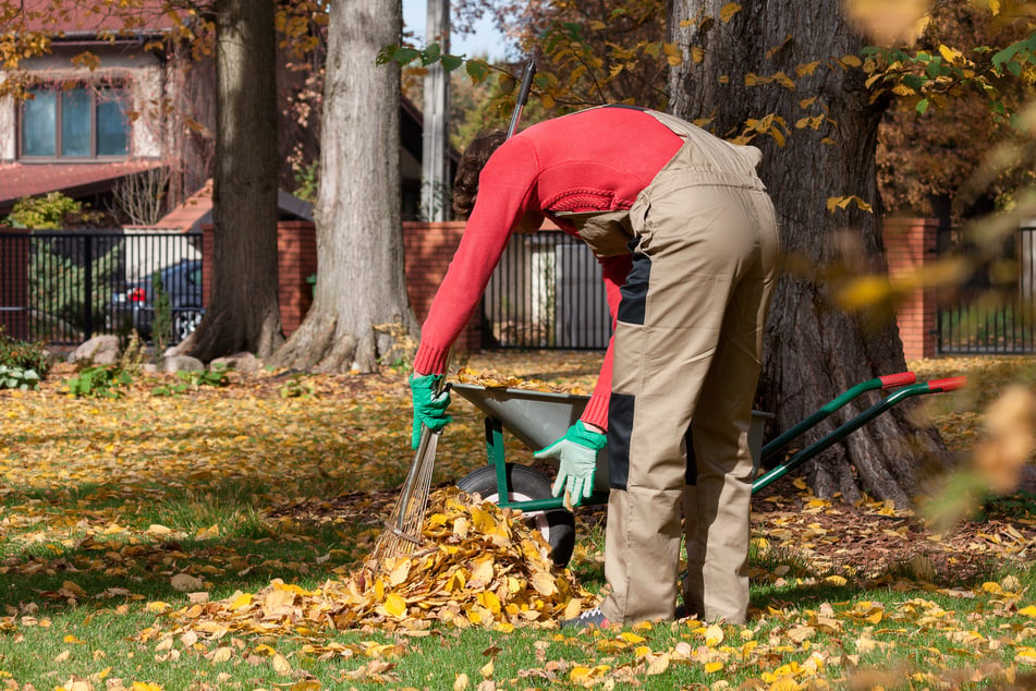 Man collecting leaves