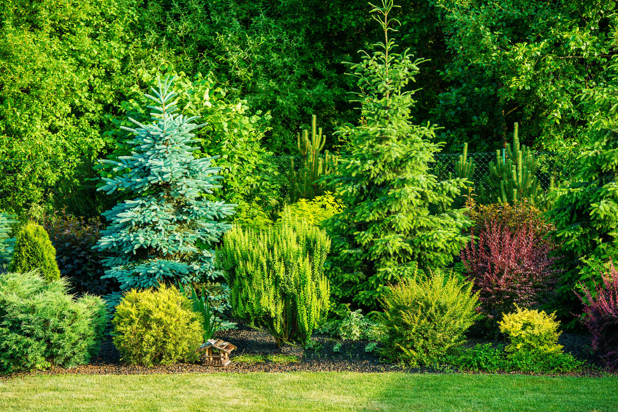 Trees in Backyard Garden