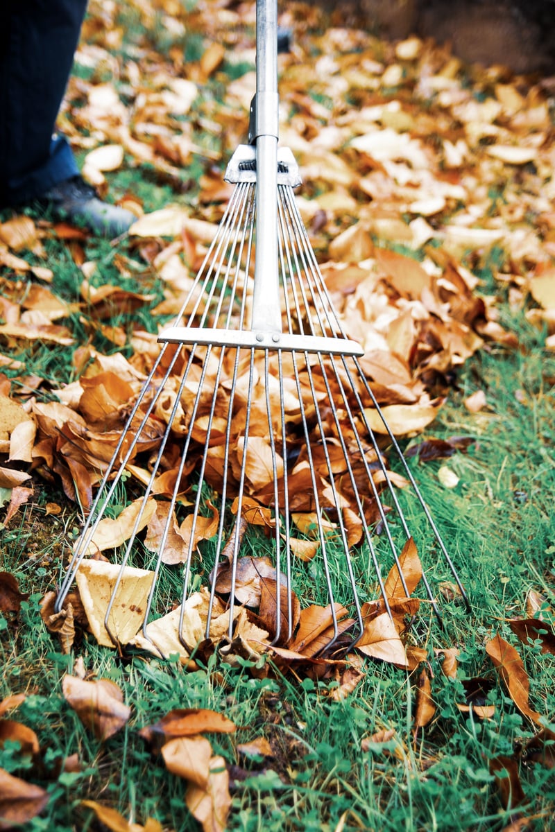 Man collecting fallen leaves